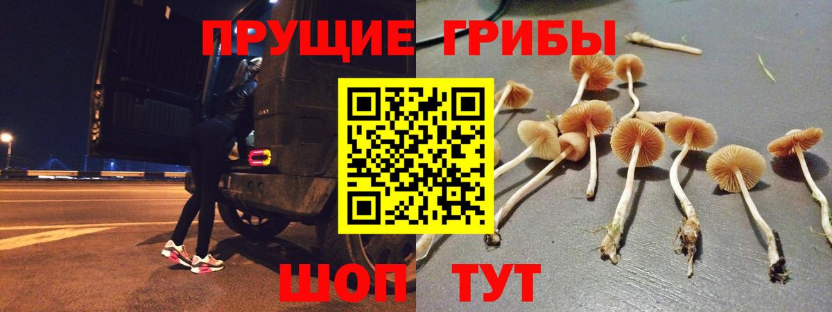 Галлюциногенные грибы Psilocybine cubensis Коммунар